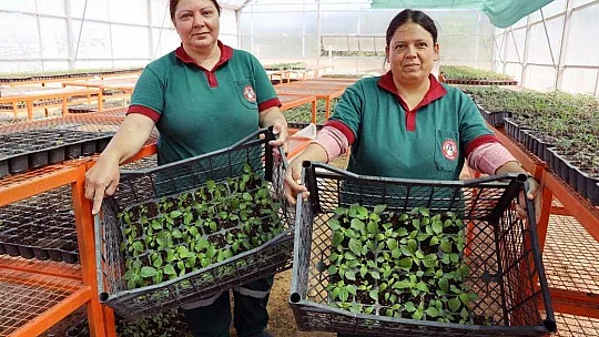 Menteşe Belediyesi 55 Bin ata tohumunu toprakla buluşturdu