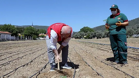 Menteşe Belediyesi 55 Bin ata tohumunu toprakla buluşturdu