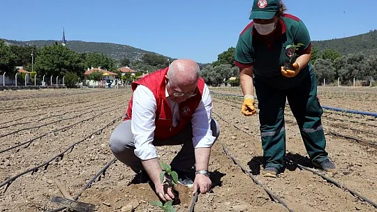 Menteşe Belediyesi 55 Bin ata tohumunu toprakla buluşturdu