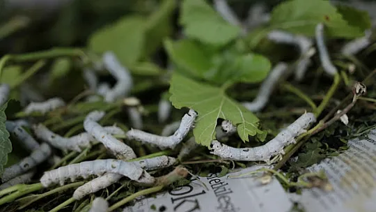 Çobanlar Koza Birliği Yolda
