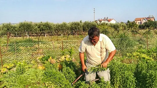'Şeker Otları' Çiftçinin Cebini Tatlandıracak