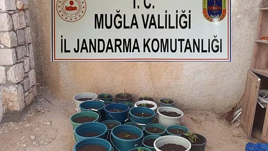 Jandarma'dan İki İlçede uyuşturucu operasyonu