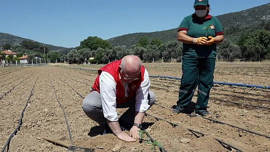 Menteşe Belediyesi 55 Bin ata tohumunu toprakla buluşturdu