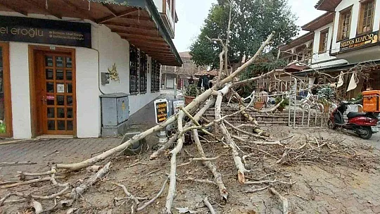 110 YILLIK TESCİLLİ ÇINAR DEVRİLDİ
