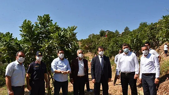 DALAMAN'DA KAYA İNCİRİ HASADI YAPILDI