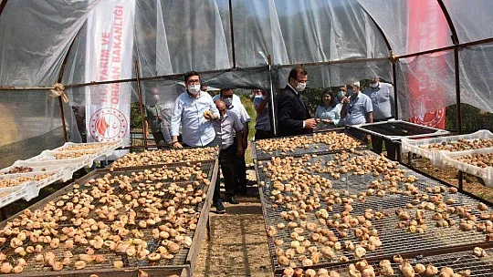 DALAMAN'DA KAYA İNCİRİ HASADI YAPILDI