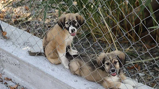 Sokak hayvanları kısırlaştırılıp bırakılıyor