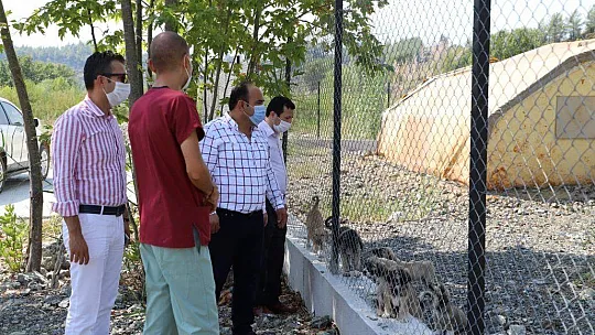 Sokak hayvanları kısırlaştırılıp bırakılıyor