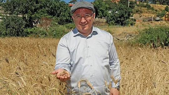 Menteşe'de 'Karakılçık' hasadı başladı