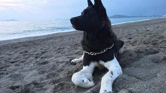 3 yaşındaki çocuğun kolunu köpek parçaladı