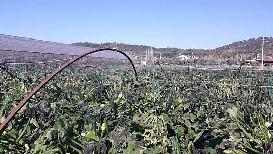 Kabaklar ve barbunyalar dondu