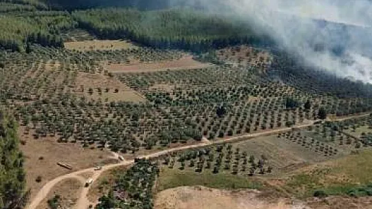 160 hektar alanı torpille yakmış