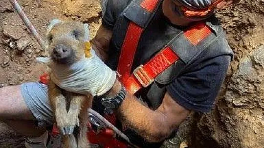 Yaban domuzlarının 2'si sağ 1'i ölü olarak kurtarıldı