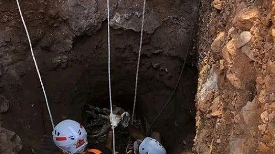 Yaban domuzlarının 2'si sağ 1'i ölü olarak kurtarıldı