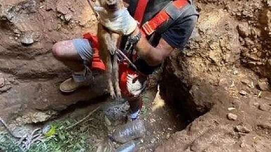 Yaban domuzlarının 2'si sağ 1'i ölü olarak kurtarıldı