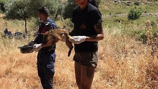 Yaban domuzlarının 2'si sağ 1'i ölü olarak kurtarıldı