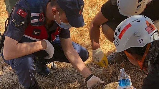 Yaban domuzlarının 2'si sağ 1'i ölü olarak kurtarıldı