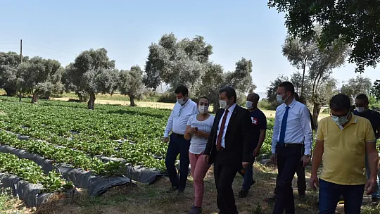 Vali Tavlı, Milas'ta tarım üreticilerini ziyaret etti