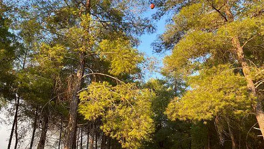 DALAMAN'DA ORMAN YANGINI KORKUTTU