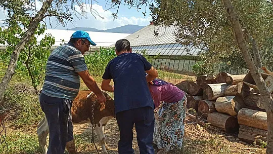 Buzağılar Kimliklendiriliyor