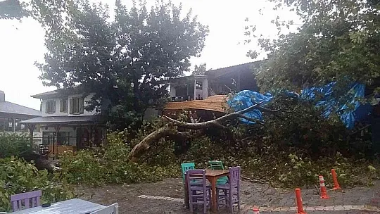 2000 yıllık anıt çınar ağacı şiddetli rüzgara dayanamadı