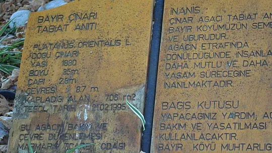 2000 yıllık anıt çınar ağacı şiddetli rüzgara dayanamadı