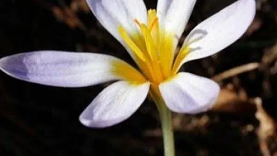 FTSO Babadağ'ın endemik bitkilerini kayıt altına aldı