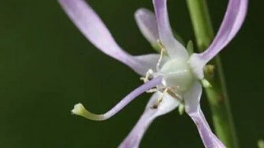 FTSO Babadağ'ın endemik bitkilerini kayıt altına aldı