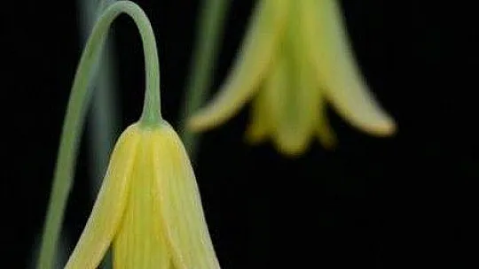 FTSO Babadağ'ın endemik bitkilerini kayıt altına aldı