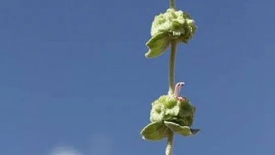 FTSO Babadağ'ın endemik bitkilerini kayıt altına aldı