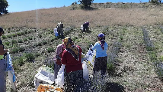 Ali Toru, Yayla Kınık'ta Lavanta Bahçesinde Tıbbi ve Aromatik Ürünler Üretiyor