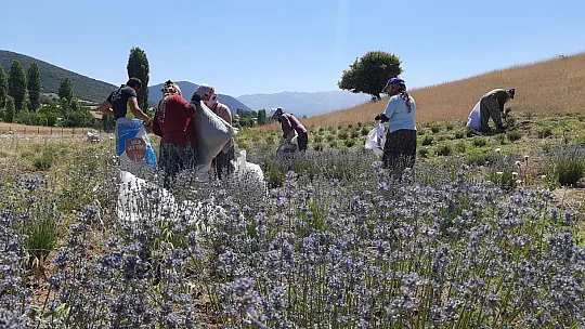 Ali Toru, Yayla Kınık'ta Lavanta Bahçesinde Tıbbi ve Aromatik Ürünler Üretiyor
