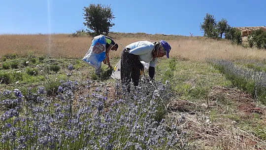 Ali Toru, Yayla Kınık'ta Lavanta Bahçesinde Tıbbi ve Aromatik Ürünler Üretiyor
