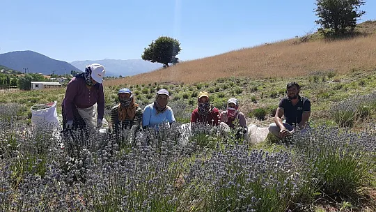 Ali Toru, Yayla Kınık'ta Lavanta Bahçesinde Tıbbi ve Aromatik Ürünler Üretiyor