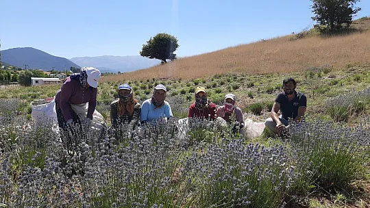 Ali Toru, Yayla Kınık'ta Lavanta Bahçesinde Tıbbi ve Aromatik Ürünler Üretiyor