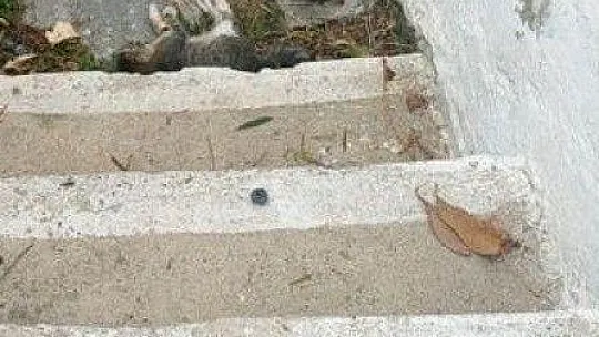 21 kedinin zehirlenmesi ile ilgili soruşturma başlatıldı