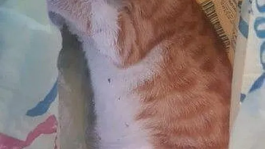 21 kedinin zehirlenmesi ile ilgili soruşturma başlatıldı