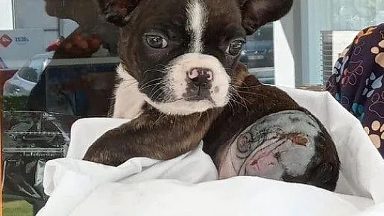 Kedi ve köpeklere Kimlik Kartı