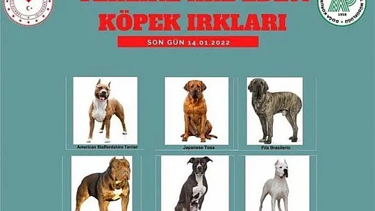 Tehlikeli Köpek Yetiştirenlere 11 bin TL Ceza
