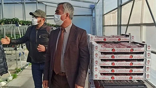 Topraksız ürettiği çileği ihraç ediyor