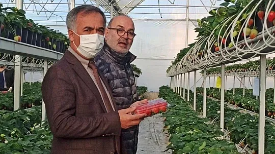 Topraksız ürettiği çileği ihraç ediyor