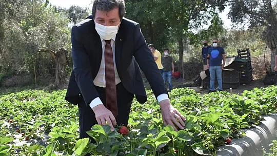 Vali Tavlı, Milas'ta tarım üreticilerini ziyaret etti