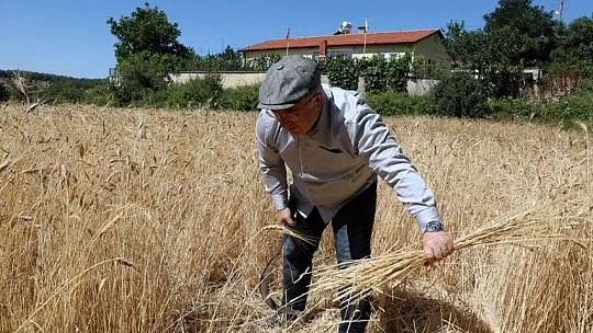 Menteşe'de 'Karakılçık' hasadı başladı