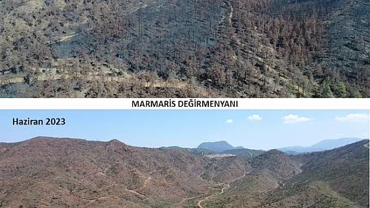 Yanan Alanlar Küllerinden Doğuyor