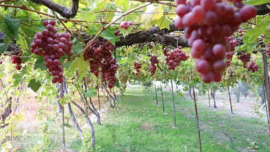 SEYDİKEMER'DE BAĞBOZUMU ŞENLİĞİ