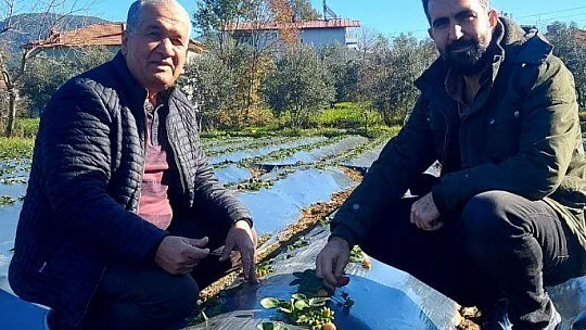 KIŞ ÇİLEĞİ HASADI BAŞLADI 