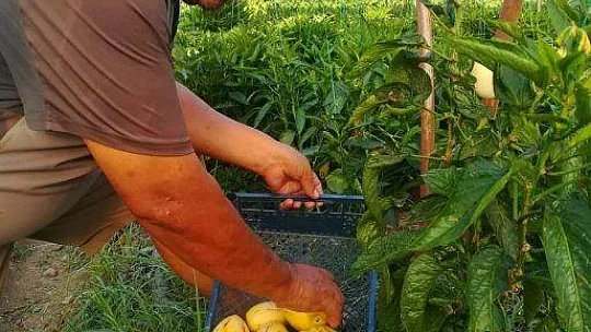 'Şeker Otları' Çiftçinin Cebini Tatlandıracak