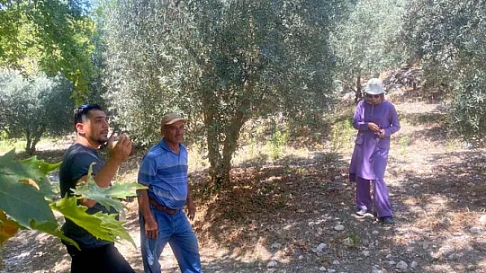 Fethiye ve Seydikemer zeytini için üretim modeli oluşturulacak