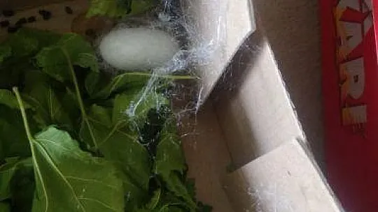 4 yaşındaki Deniz'in ipek böcekleri ile dostluğu görenleri gülümsetiyor