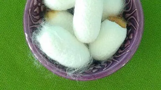 4 yaşındaki Deniz'in ipek böcekleri ile dostluğu görenleri gülümsetiyor